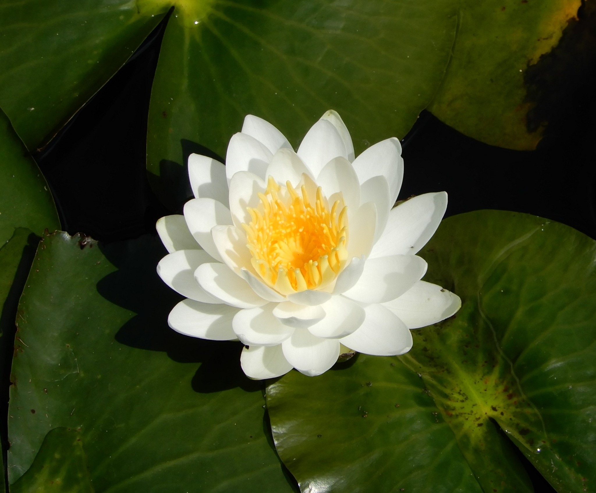 睡蓮 の 花